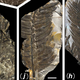 Illustration for article titled First Photos of China's 298-Million-Year-Old Buried Forest